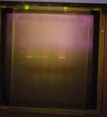 Team-supplied gel photograph for Acinetobacter preparation-variable study; all lanes retained in the extracted image