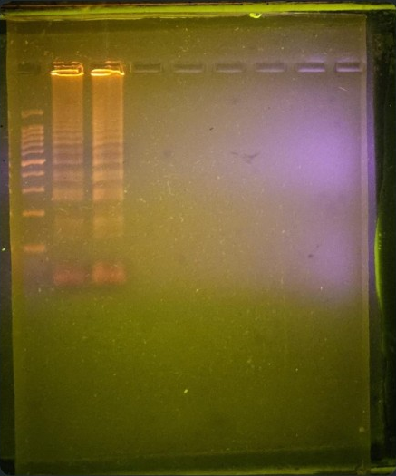 Team-supplied gel photograph for Swift-prepared Candida enters LAMP; all lanes retained in the extracted image