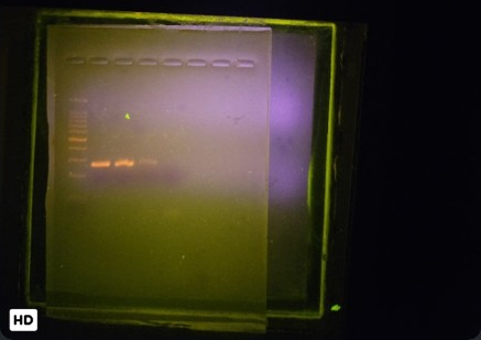 Team-supplied gel photograph for Swift preparation beside a spin-column comparator; all lanes retained in the extracted image