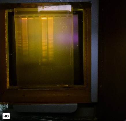 Team-supplied gel photograph for Leptospira sample-preparation-to-LAMP work; all lanes retained in the extracted image